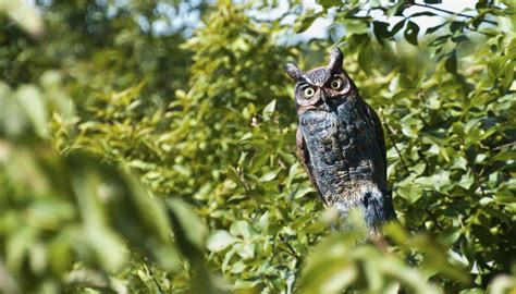 why are there fake owls at the marfa checkpoint